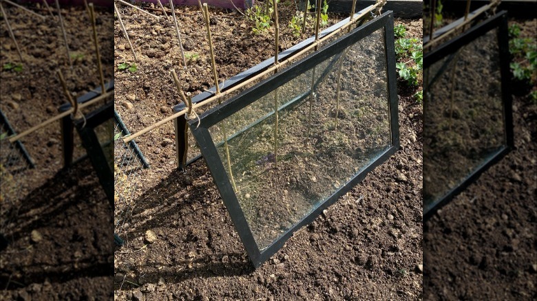 Picture frame DIY mini greenhouse