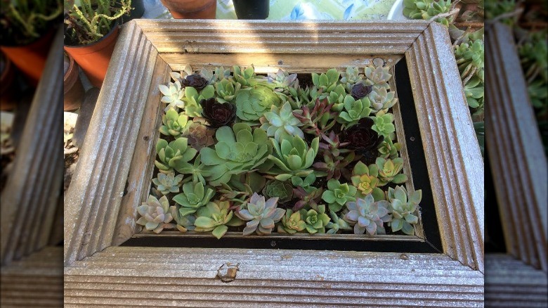 Picture frame succulent planter