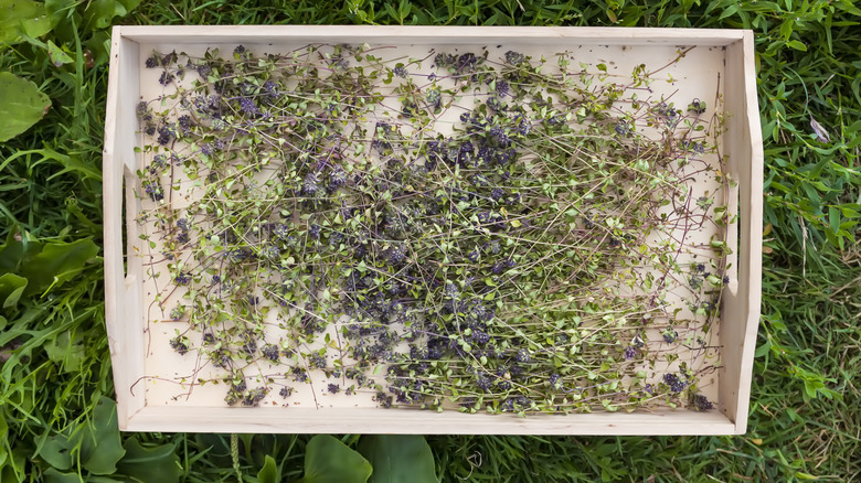 herbs drying on tray outside