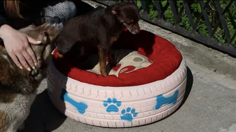 dog on tire pet bed