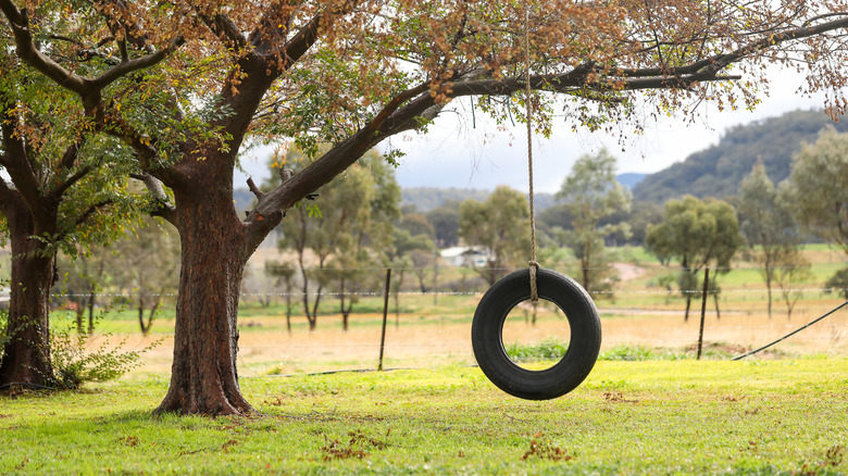 tire swing on tree