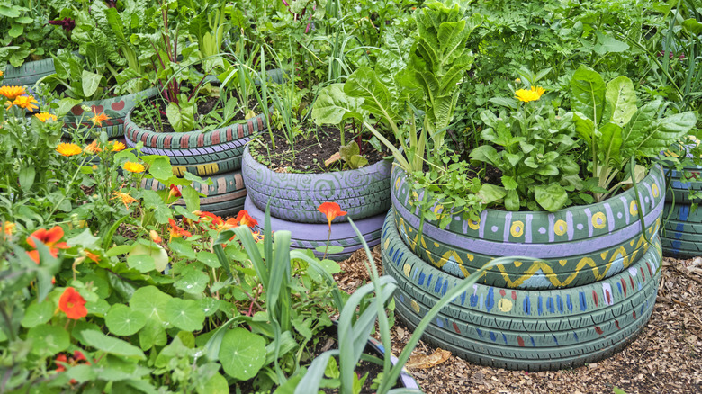 vegetables and flowered planted in tires