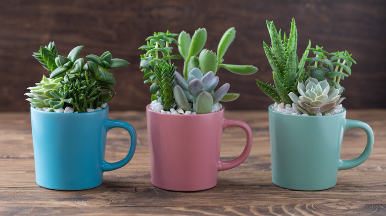 succulents in colorful mugs