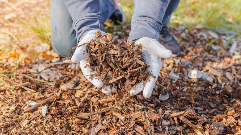 Hands holding mulch