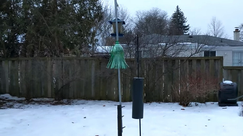 A DIY soda bottle squirrel baffle