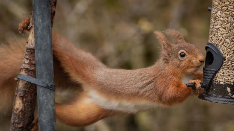 A red squirrel holds onto a bird feeder as it grips a branch with its back legs.