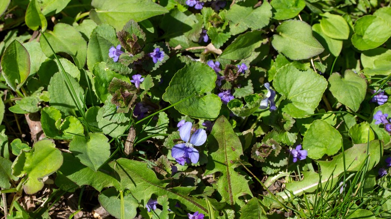 wild violets and creeping charlie