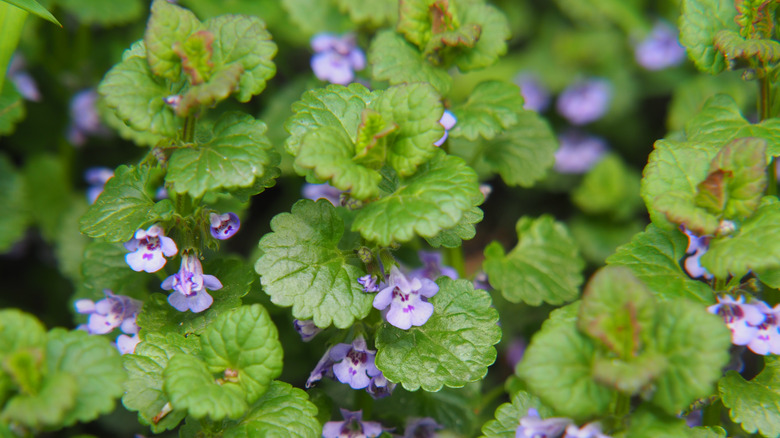 close-up of creeping Charlie