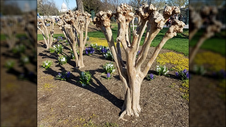 incorrectly pruned crepe myrtles