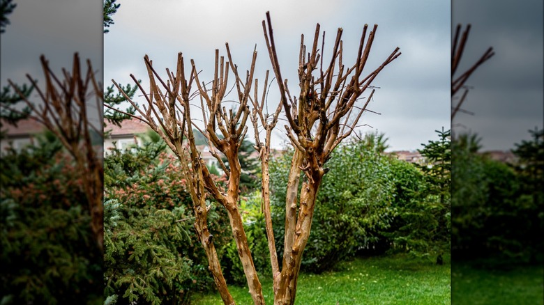 well pruned crepe myrtle