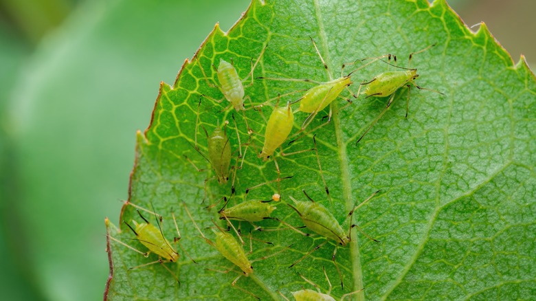 Green aphids on leaf