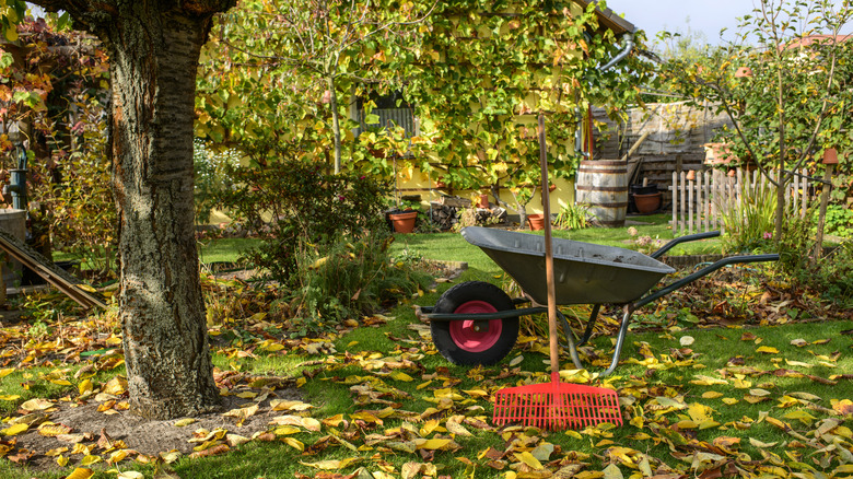 Rake and leaves in fall garden