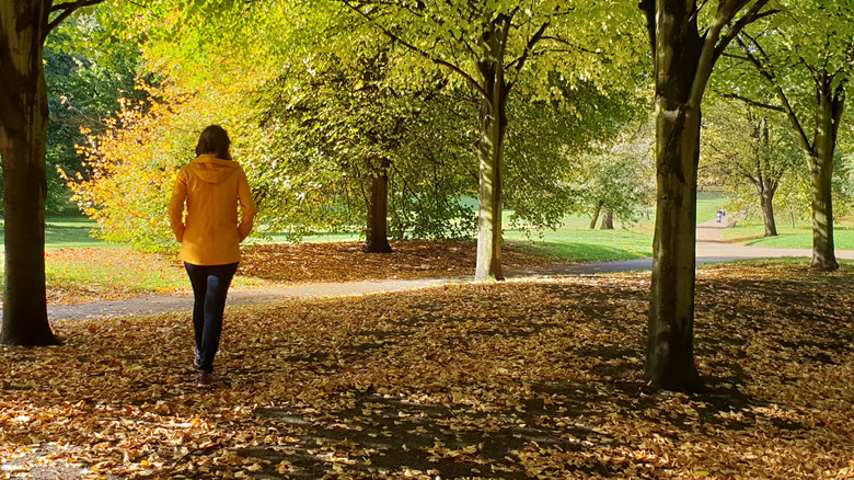 Fall trees and leaves in park