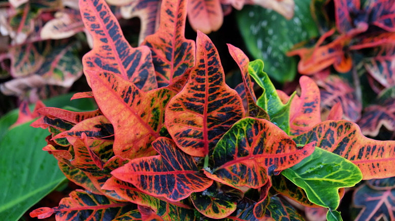 red Codiaeum variegatum