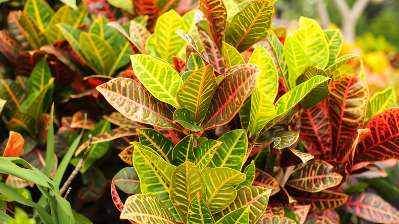 Codiaeum variegatum leaves