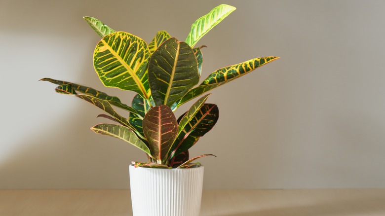 potted croton plant