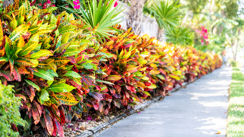 landscaped Codiaeum variegatum