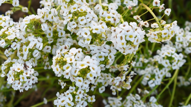 tiny white clusters of sweet alyssum flowers in bloom