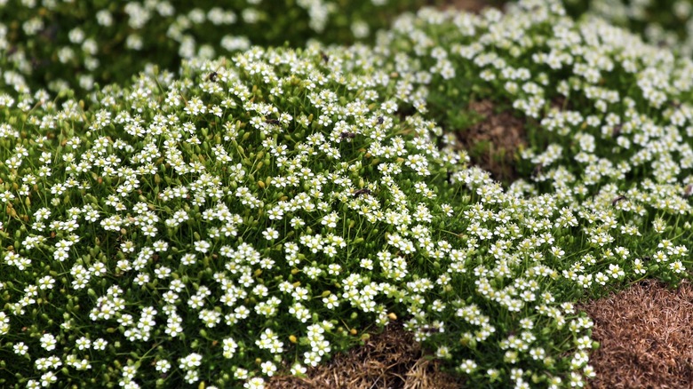 flowering Irish moss