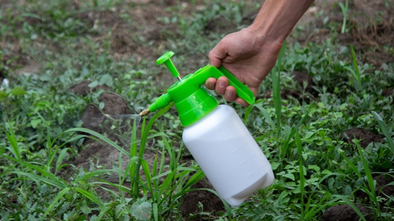 Person spraying weeds in garden