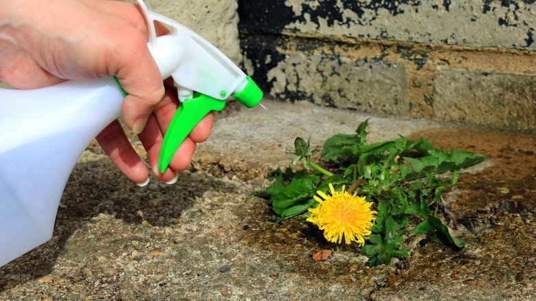 Spraying dandelion weeds with vinegar