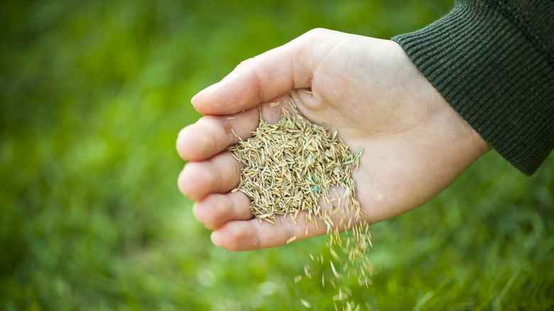 hand spreading grass seed