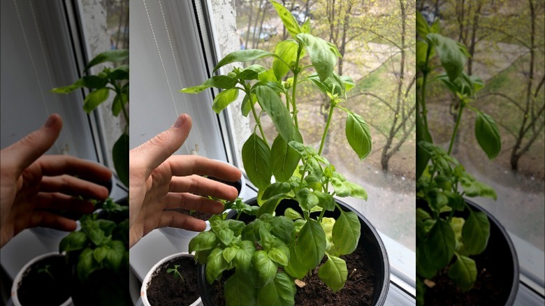 leggy potted basil