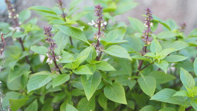 Flowering basil plants