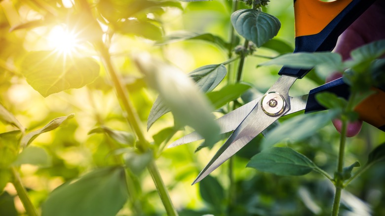 Close-up of scissors pointed towards basil stems