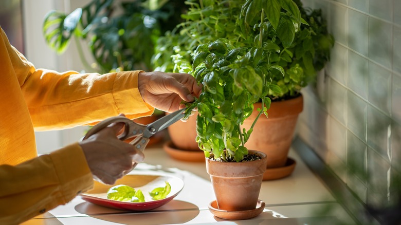 woman pruning basil