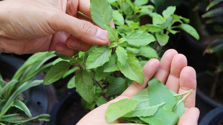 Picking basil leaves from top of plant