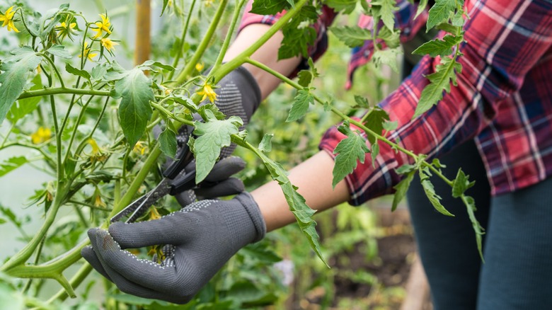 Pruning tomato stem