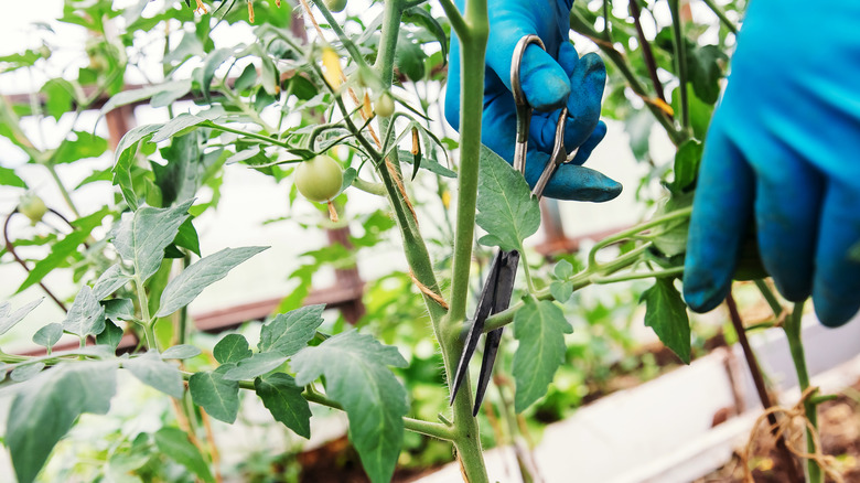 Sparse tomato plant