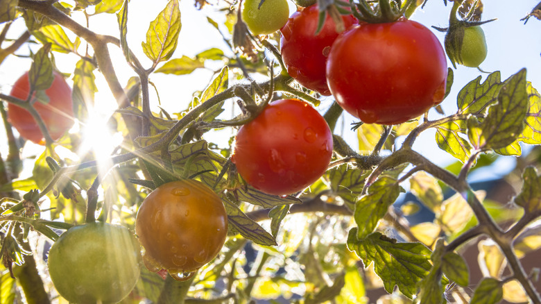 Sun shining on tomatoes