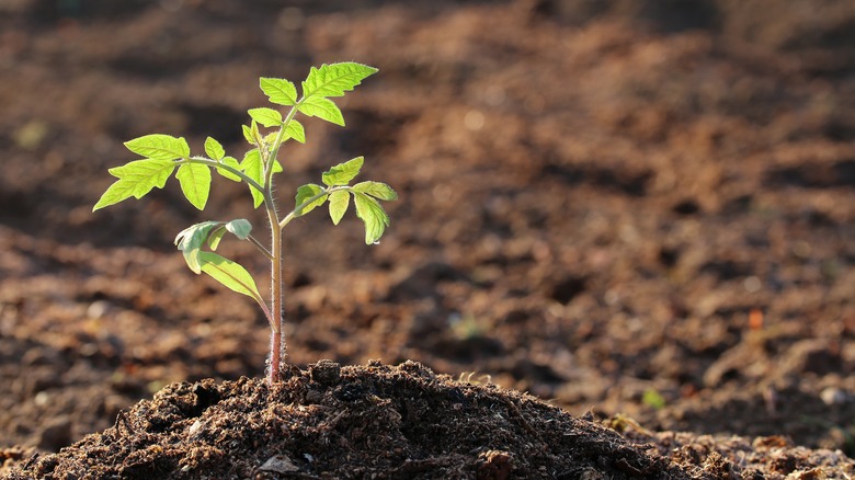 Young tomato seedling