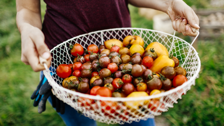 Basket of freshly-picked tomatoes