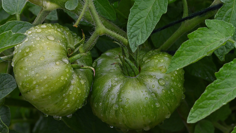 Rain on tomatoes