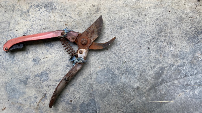 Rusty garden shears