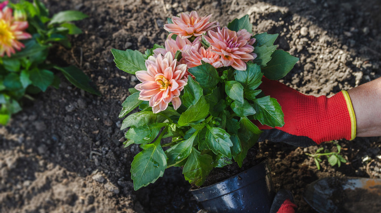 Dahlias being removed from pot