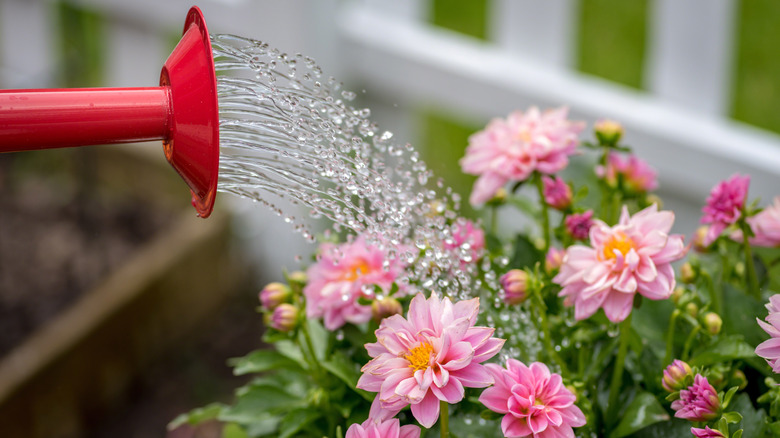 Pink dahlias being watered