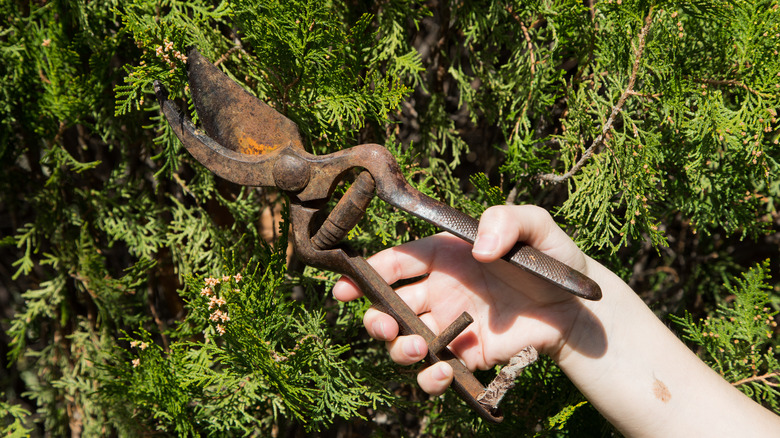 Rusty pruners cutting an evergreen