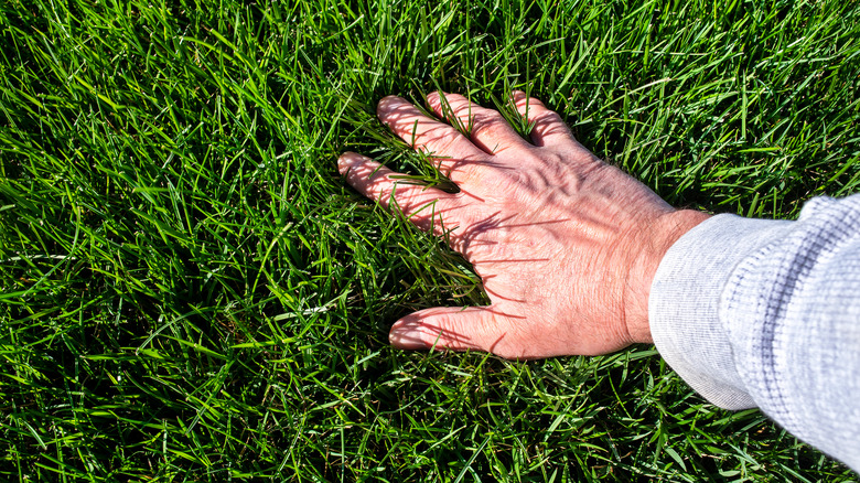 hand in grass