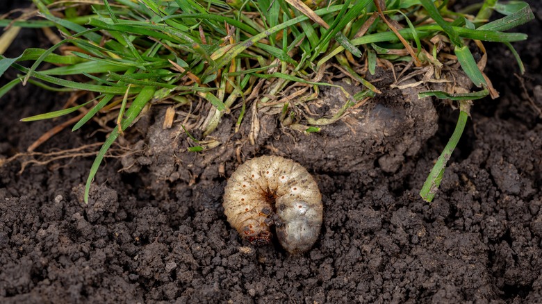 grub in soil
