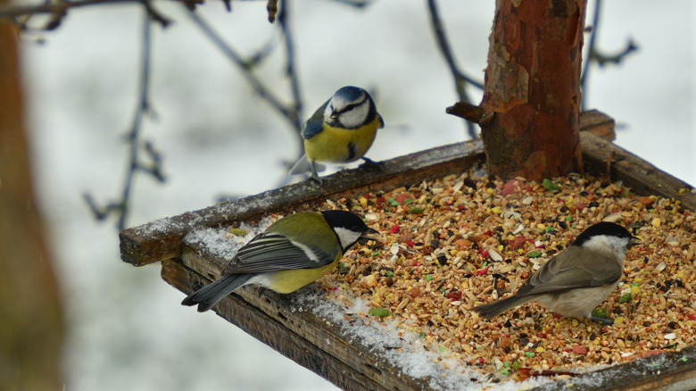 birds eating at tray feeder