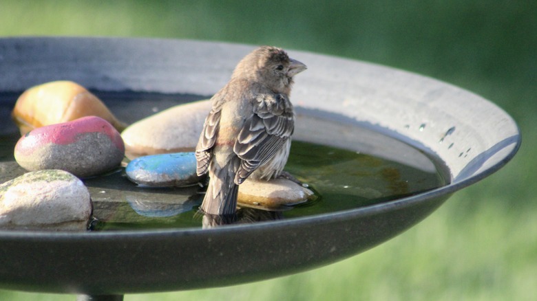 Bird sitting in a bath with pebbles