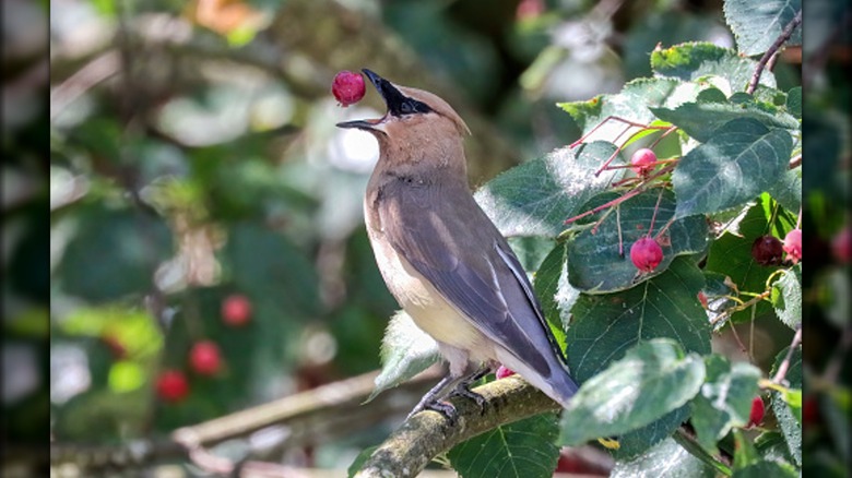 cedar waxwing eating a berry