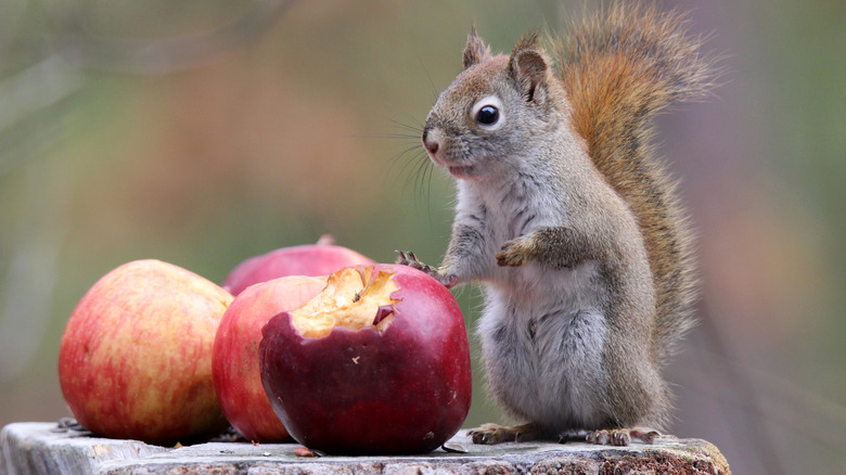 squirrel eating apples