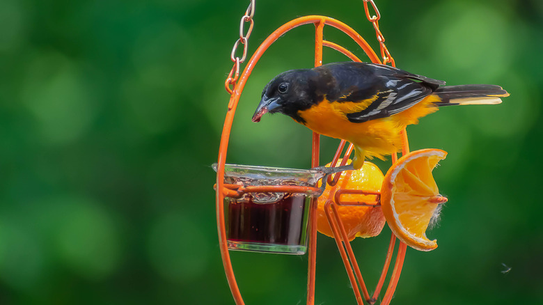 oriole eating jelly from feeder