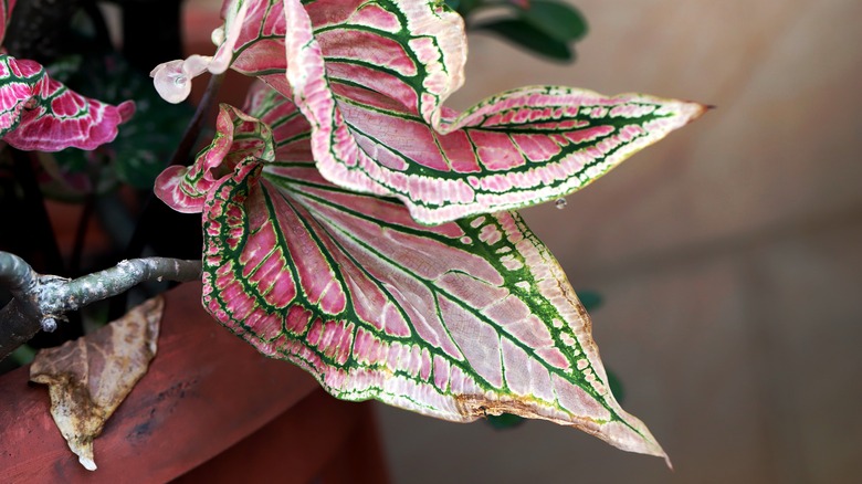 wilted leaves on a potted caladium