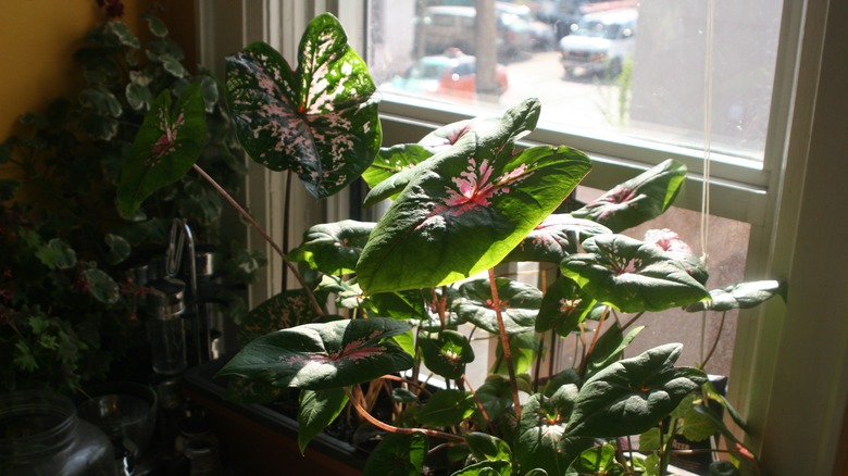 large caladiums next to window